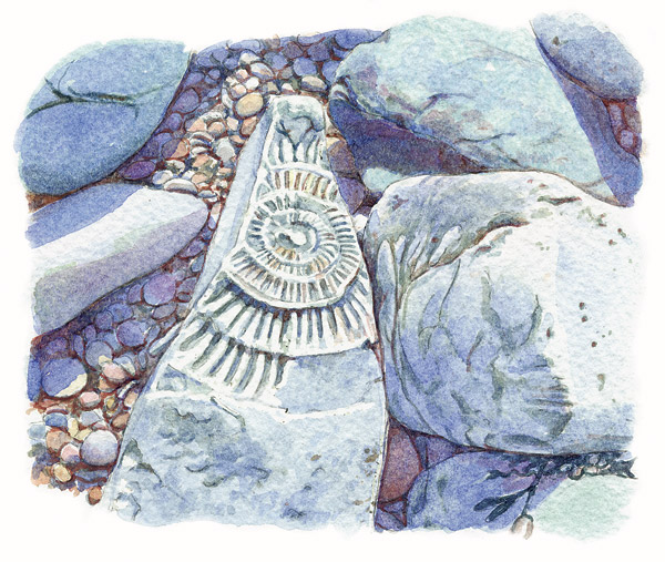 Page 91: Ammonite, St. Audrie&rsquo;s Bay