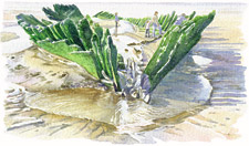 The Wreck of the Nornen